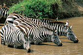 Burchell s Zebras