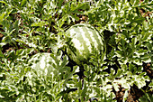 Watermelons. Majorca. Balearic Islands. Spain