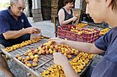 Preparing to dry apricots. Sun dried fruits. Porreres. Mallorca. Balearic Islands. Spain.
