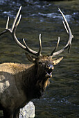 Face of screamingelk, Yellowstone national park, Wyoming, USA.