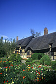 Spring flowers, Anne hathaway s cottage, Stratford upon avon, England.