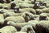 Herd of sheep, New zealand.