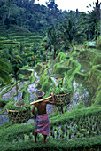 People: scenic rice fields, Pujung, Ubud, Bali, Indonesia.