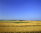 Scenic wheat field, Wiltshire, England, UK