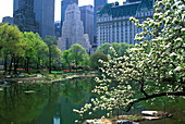 Spring blossoms, Pond, Central park south, Manhattan, New York, USA.