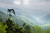 Spring near Newfound Gap, Great Smoky Mtns Nat. Park, North Carolina, USA