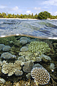 Over under image of coral reef, Acropora spp., and trees at Majikin Island, Namu atoll, Marshall Islands (North Pacific)