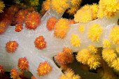 Soft coral, Dendronephthya sp., Lapus Lapus Island marine park, Malapascua, Cebu, Philippines