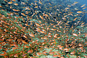 Thousands of scalefin anthias, Pseudanthias squamipinnis, congregate over field of flower soft corals, Xenia sp., Verde Island, Philippines