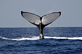 Humpback whale (Megaptera novaeangliae), fluke, Kailua-Kona, Big Island, Hawaii (Pacific)