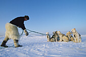 Eskimo with sled and dogs. Greenland