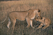 Lioness (Panthera leo). Serengeti National Park. Tanzania