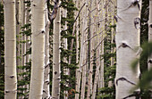Aspen trees. Dixie National Forest. Utah. USA.