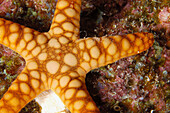 Unidentified sea star. Ha apai Group. Tonga. South Pacific Ocean.