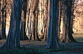 Poplar trees (Populus sp.). South Island. New Zealand