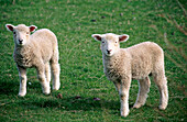 Lambs. South Island. New Zealand