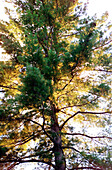 Pine tree. Lancaster. New Hampshire. USA