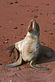 Galapagos Sea Lion (Zalophus californianus wollebacki), pup crying on beach. Isla Rabida (Jervis Island). Galápagos Islands. Ecuador
