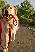 Golden retriever carrying her own lead.