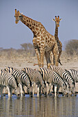 Common Zebras (Equus burchelli) and Giraffes (Giraffa camelopardalis). Etosha National Park. Namibia