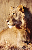 Young Lion (Panthera leo). Kalahari-Gemsbok National Park. South Africa