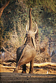 African Elephant (Loxodonta africana). Mana Pools National Park. Zimbabwe