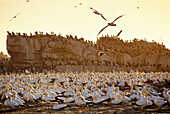 Cape Gannets (Morus capensis). Lambert s Bay. South Africa