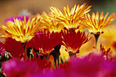 Flowers. Namaqualand. South Africa