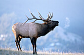 Wapiti (Cervus canadensis). Yellowstone NP. Wyoming. USA