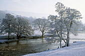 Frosted Alders (Alnus glutinosa). Chatsworth Park in winter. Peak District National Park. Derbyshire. England