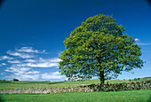 Common Oak (Quercus robur), near Bradwell. Peak District National Park. England