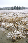 Frosted grasses in Elk Meadow. Yellowstone National Park. Wyoming. USA