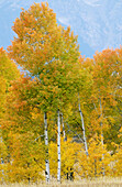 Aspen trees (Populus tremula) close-up of autumn foliage. Gran Teton National Park. Wyoming, USA