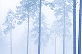 Scots pines (Pinus sylvestris) coniferous woodland in winter mist. Strathspey. Highlands. Scotland. UK