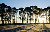 Scots Pine (Pinus sylvestris) silhouetted at sunset. Abernethy forest. Cairngorms National Park. Scotland. UK