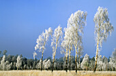 Silver Birch (Betula pendula) and grasses coated in hoar frost. Scotland. UK