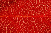 Close-up of leaf showing vein structure and autumn colour of virginia creeper