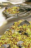Common ash leaves. Fraxinus excelsior on rocks in Autumn. River Feshie. Cairngorms National Park. Scotland. UK