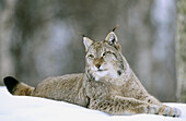 European lynx (Felis Lynx). Adult male lying on snow. Norway