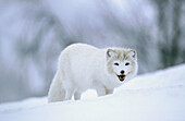 Artic fox (Alopex lagopus). Adult walking across snow. Norway