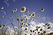 Cotton Grass (Eriophorum angustifolium) in flower. Norway.