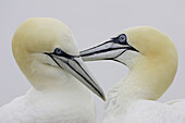 Gannet (Sula bassana), pair mutual preening. Bass Rock, Scotland. UK.