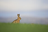 Brown Hare (Lepus capensis) resting in grass field. Scotland. April.