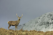 Red Deer (Cervus elaphus) stag on grassy ridge with snow-covered mountain in background. Northwest Highlands, Scotland.