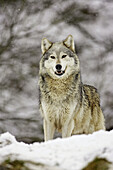 Wolf (Canis lupus) portrait in snow / winter. (captive-bred animal) Scotland.
