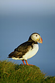 Atlantic Puffin (Fratercula arctica) portrait of adult on grassy cliff-top in late evening light. Iceland. June 2005.