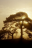 Scot s Pine trees (Pinus sylvestris) silhouetted at sunrise on misty morning. Scotland. UK.