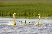 Whooper Swan (Cygnus cygnus) adult pair with cygnets on inland lake. Iceland. June 2005.