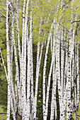 Aspen trees (Populus tremuloides) in spring. Grand Teton National Park, USA.