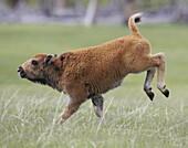 Bison (Bison bison) young calf running. Yellowstone National Park, USA.